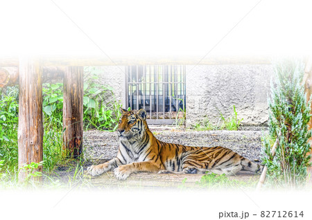 アムールトラ アムールトラ 82712614