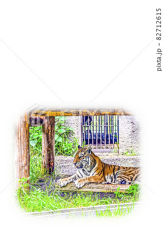 アムールトラ 82712615