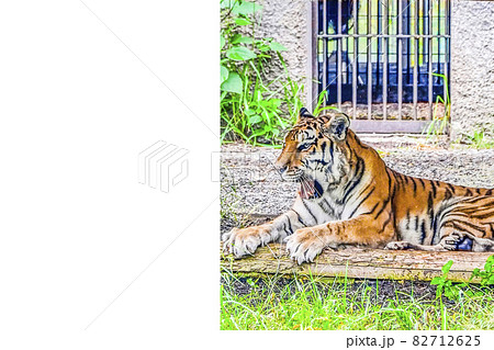 アムールトラ アムールトラ 82712625