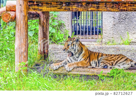 アムールトラ アムールトラ 82712627