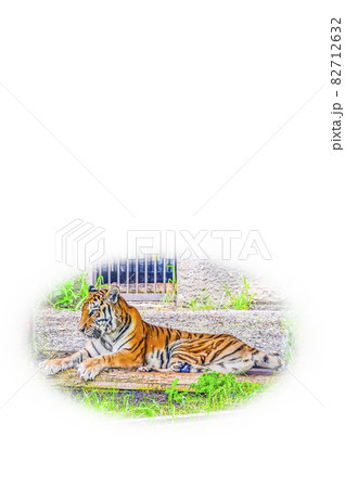 アムールトラ 82712632