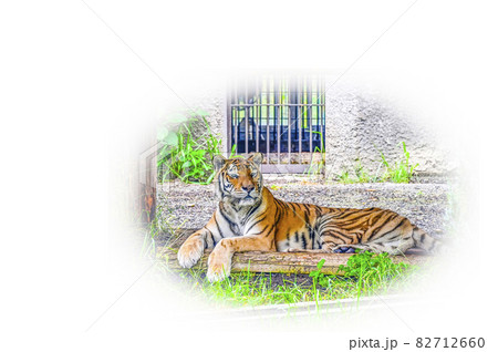 アムールトラ アムールトラ 82712660