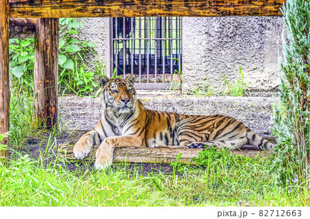 アムールトラ アムールトラ 82712663