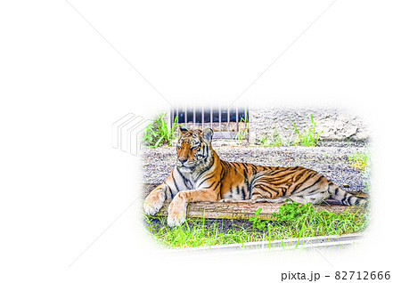 アムールトラ アムールトラ 82712666