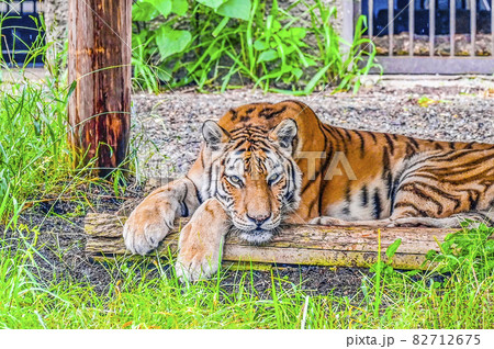 アムールトラ 82712675