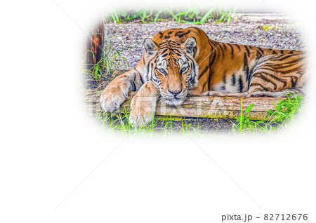 アムールトラ 82712676