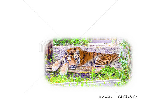 アムールトラ 82712677