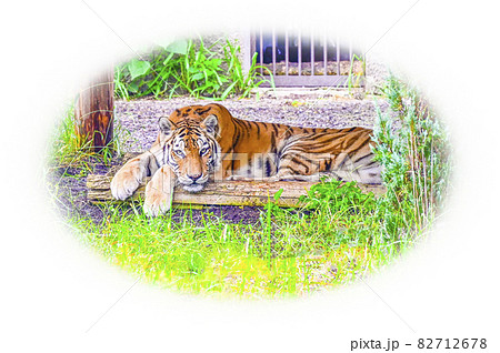 アムールトラ 82712678