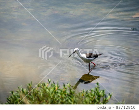 Waterfowl foraging for food in the mangrove forest Waterfowl foraging for food in the mangrove forest 82712910