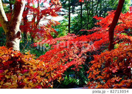 岩手 秋の平泉 紅葉が綺麗な中尊寺境内の写真素材