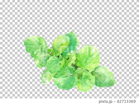 結球前の畑の白菜 冬野菜 葉物野菜【水彩画】 素材 白バック 透過 結球前の畑の白菜 冬野菜 葉物野菜【水彩画】 素材 白バック 透過 82713369