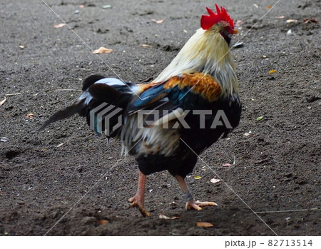鶏 鶏 82713514