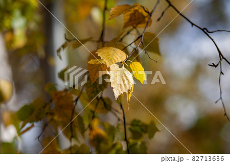 Yellow or dry leaves on tree branches in autumn. Leaves of birch, linden and other trees on the branches. There is an empty space for the text Yellow or dry leaves on tree branches in autumn. Leaves of birch, linden and other trees on the branches. There is an empty space for the text 82713636