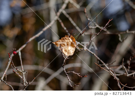 Yellow or dry leaves on tree branches in autumn. Leaves of birch, linden and other trees on the branches. There is an empty space for the text Yellow or dry leaves on tree branches in autumn. Leaves of birch, linden and other trees on the branches. There is an empty space for the text 82713643