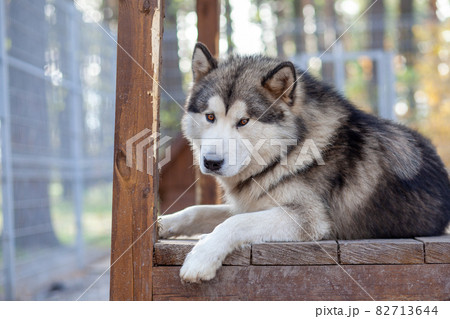 A beautiful and kind Alaskan Malamute shepherd sits in an enclosure behind bars and looks with intelligent eyes. Indoor aviary.  82713644