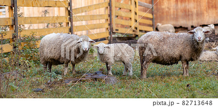 White curly sheep behind a wooden paddock in the countryside. Sheep and lambs graze on the green grass. Sheep breeding. Housekeeping. White curly sheep behind a wooden paddock in the countryside. Sheep and lambs graze on the green grass. Sheep breeding. Housekeeping. 82713648