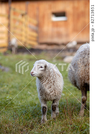 White curly sheep behind a wooden paddock in the countryside. Sheep and lambs graze on the green grass. Sheep breeding. Housekeeping. 82713651