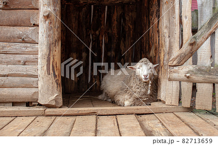 A white curly-haired sheep in a wooden pen in the countryside. Sheep breeding. Housekeeping. 82713659