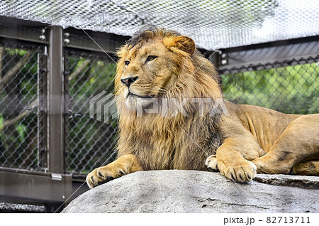 オリ越しに見る動物園のライオン 82713711