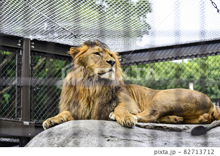 オリ越しに見る動物園のライオン 82713712