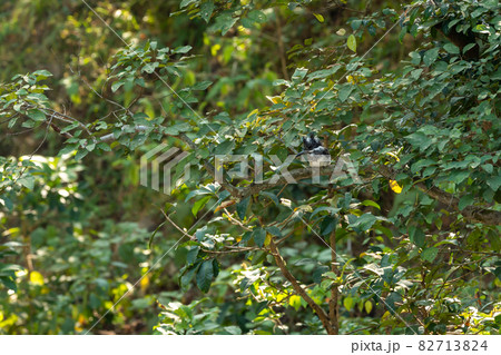 Crested kingfisher or Megaceryle lugubris at dhikala zone of jim corbett national park or forest reserve uttarakhand india 82713824
