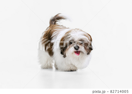 Cute, beautiful white brown dog, little Shih Tzu isolated over white studio background. Concept of animal life, care, responsibility for pets Cute, beautiful white brown dog, little Shih Tzu isolated over white studio background. Concept of animal life, care, responsibility for pets 82714005