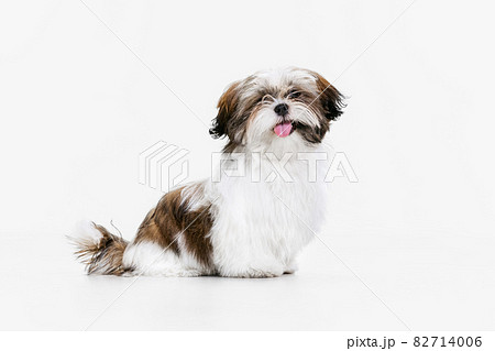 Portrait of cute white brown dog, little puppy Shih Tzu isolated over white studio background. Concept of animal life, care, responsibility for pets Portrait of cute white brown dog, little puppy Shih Tzu isolated over white studio background. Concept of animal life, care, responsibility for pets 82714006