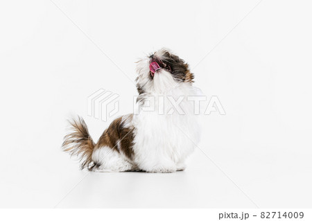 Portrait of cute white brown dog, little puppy Shih Tzu sitting on floor isolated over white studio background. Concept of animal life, care Portrait of cute white brown dog, little puppy Shih Tzu sitting on floor isolated over white studio background. Concept of animal life, care 82714009