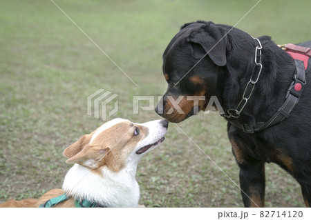 Dog greet dog. Dog socializing concept. 82714120