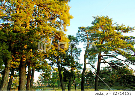【岩手】秋の平泉 夕日に照らされる毛越寺の紅葉 【岩手】秋の平泉 夕日に照らされる毛越寺の紅葉 82714155