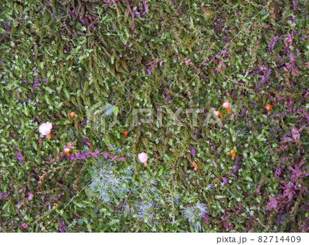 苔から生える不思議な小さい毒キノコ「ヒナノヒガサ」/六甲山山麓/兵庫県西宮市 82714409