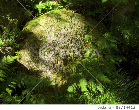 苔生した丸い巨岩と木漏れ日/六甲山山麓/兵庫県西宮市 苔生した丸い巨岩と木漏れ日/六甲山山麓/兵庫県西宮市 82714412