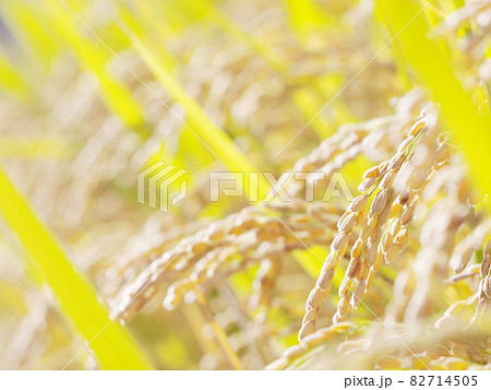収穫前の輝く稲穂 収穫前の輝く稲穂 82714505