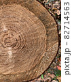 杉の木　森の切り株　縦　正面 82714563