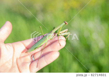 手にのったカマキリ 手にのったカマキリ 82714601