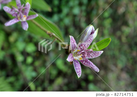 ホトトギス　杜鵑草 82714751