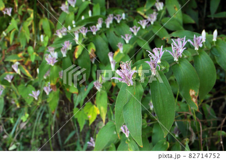 ホトトギス　杜鵑草 82714752