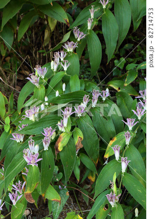 ホトトギス　杜鵑草 82714753