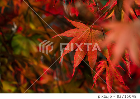 楓 カエデ メープル 82715048