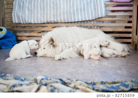 Samoyed dog mother with puppies. Puppies suckling mother Samoyed dog mother with puppies. Puppies suckling mother 82715859