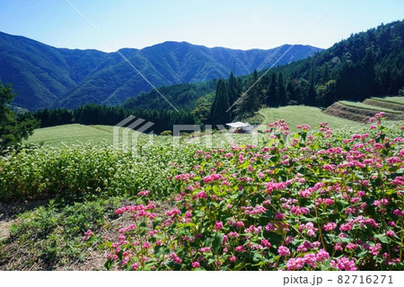 島ヶ峰の蕎麦畑②【香川県仲多度郡まんのう町川東】 82716271