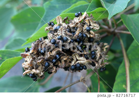 アカメガシワの種 82716717