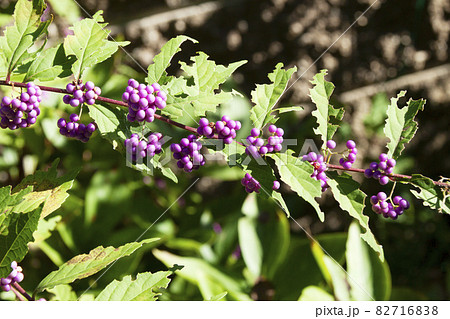 コムラサキの実 コムラサキの実 82716838