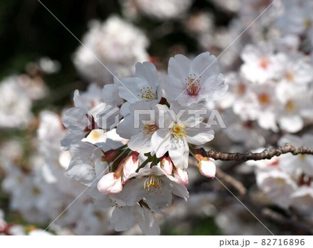 日差しを浴びた満開の桜(ソメイヨシノ) 日差しを浴びた満開の桜(ソメイヨシノ) 82716896
