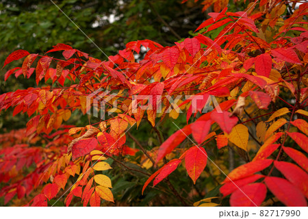 雨の日の紅葉 雨の日の紅葉 82717990