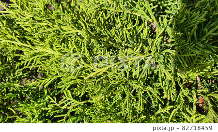 Plants on a stone background. Pine, thuja and spruce branches. Plants on a stone background. Pine, thuja and spruce branches. 82718459