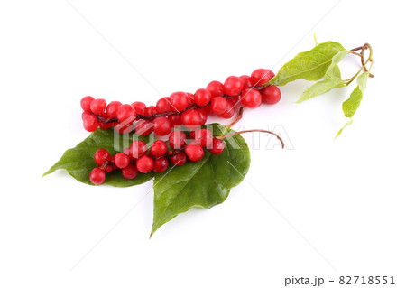 Schisandra Chinensis isolated on white Schisandra Chinensis isolated on white 82718551