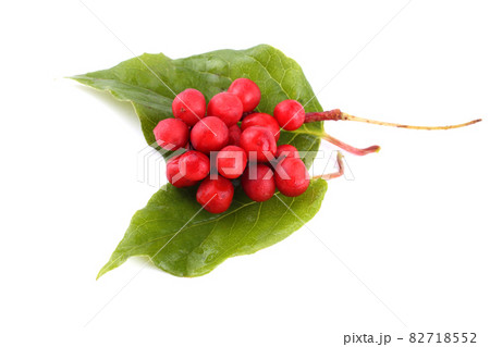 Schisandra Chinensis isolated on white Schisandra Chinensis isolated on white 82718552