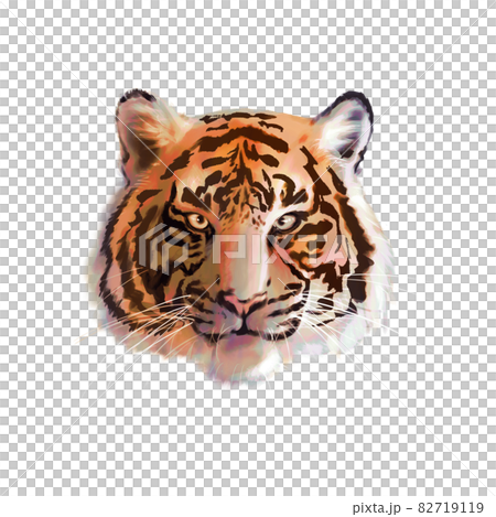 透過 カラー リアルな虎のイラストのイラスト素材
