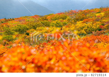 神の絨毯　日本一美しい山岳紅葉で知られる花の百名山、栗駒山（須川岳） 82719314